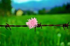 Севдалина Георгиева