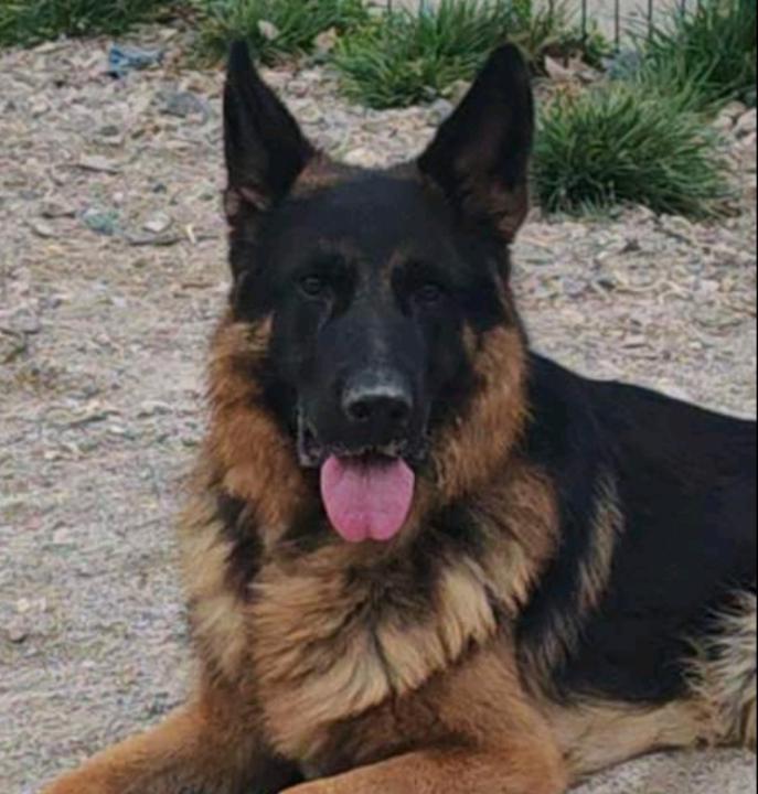 Геновева Янова