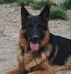 Геновева Янова