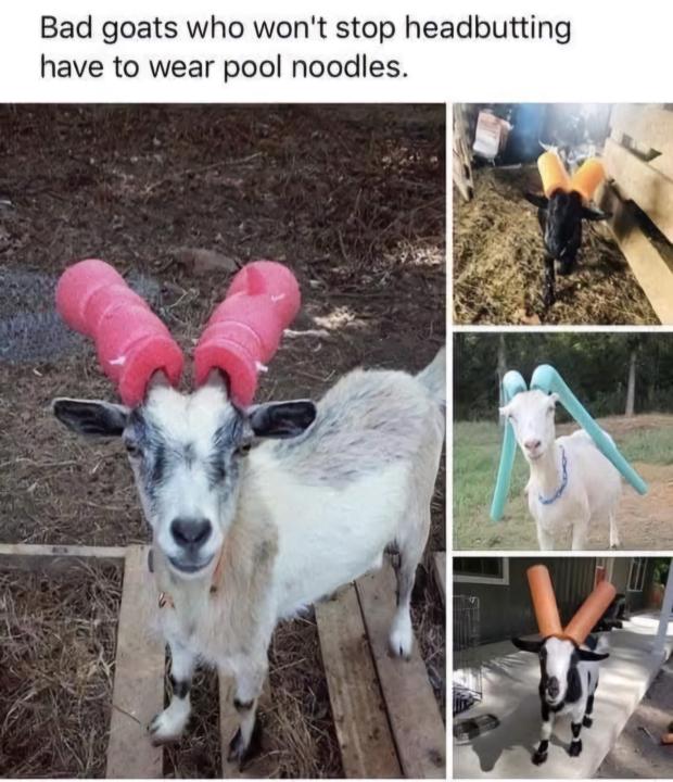 Pool Noodles Needed ??