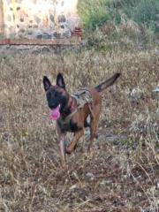 Rosy Nieto Segovia