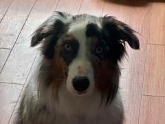 Roxanne Michaud Pelletier