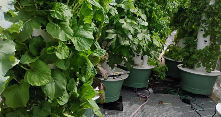 Ohana Tower Garden Growers