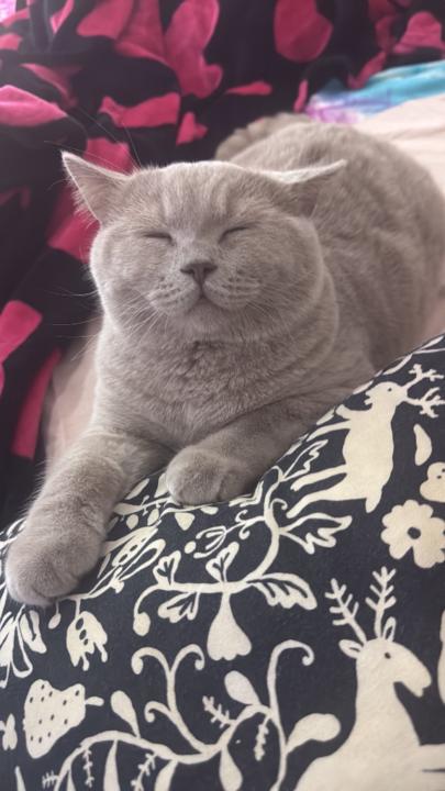 Christian Diaz Gallero