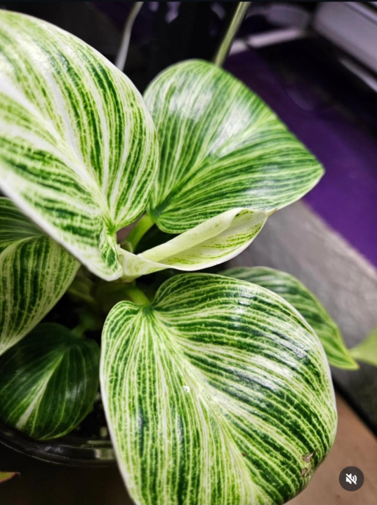 🌿 Philodendron ‘Birkin’ — Variegated Spotlight