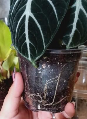 🌿 Plant Spotlight: Alocasia ‘Ninja’