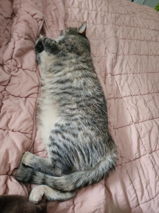 My velcro cat - show me your pets!