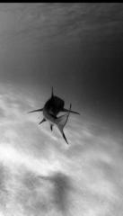 Jesus Alejandro Santos Dominguez