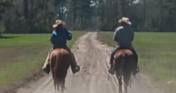 Wonder horse farm