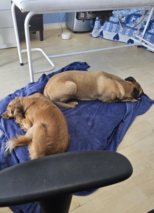 Do you have pets in your room while you write?