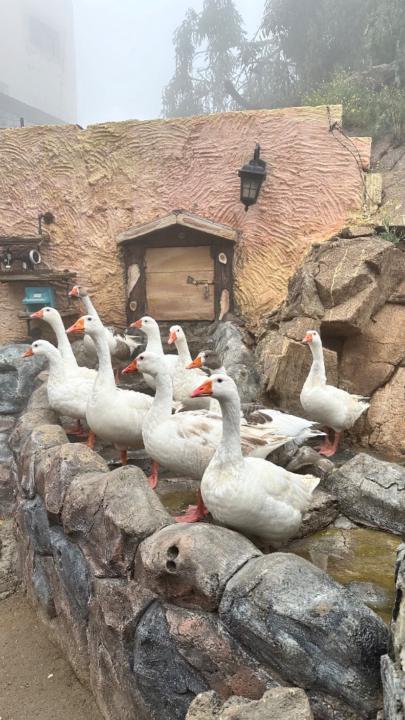 Ruba A