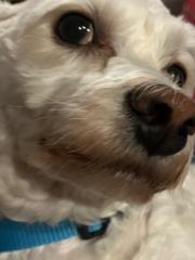 Thomas Sanner Sanner