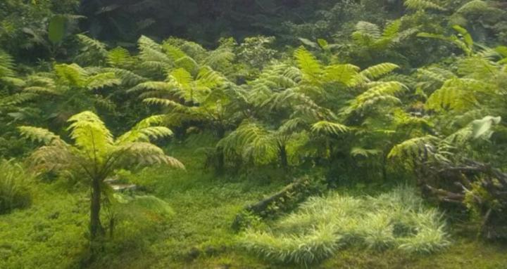 Tropical Paysan !!!