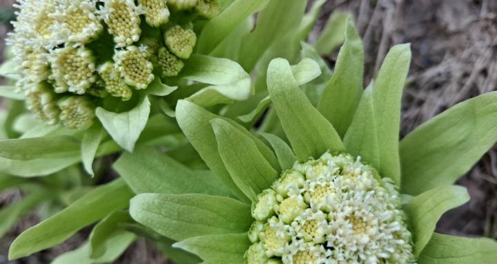 Les CopyBrainStormers