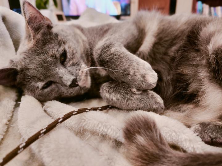 Abbee Cat