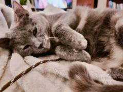Abbee Cat