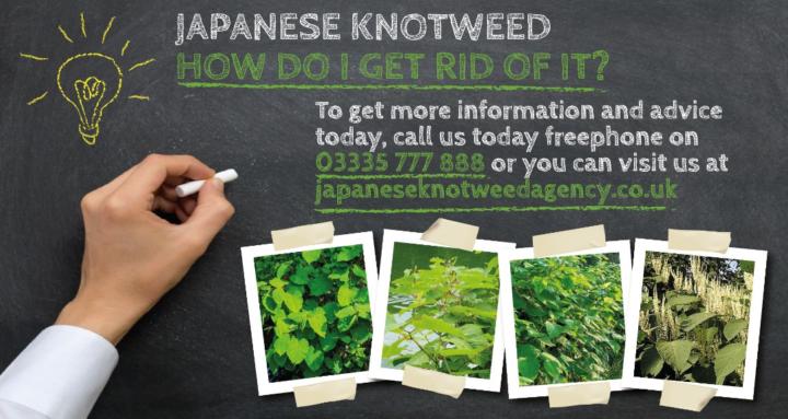 Japanese Knotweed Agency