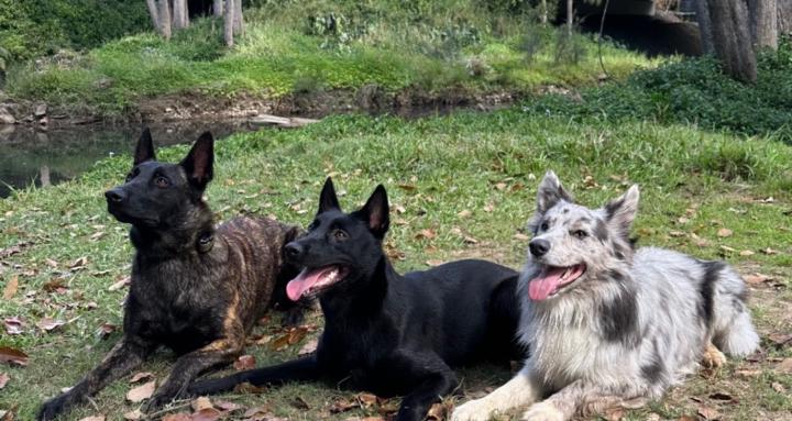 The Primal Pack