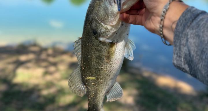 Bum angler