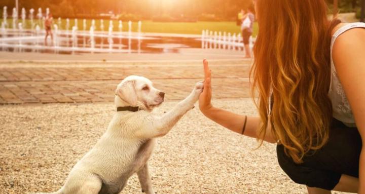 Dog Lovers Club