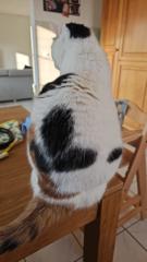 Gabriel Moustadrif