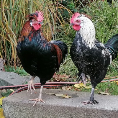 Karin Leitner-Krautzer