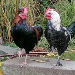 Karin Leitner-Krautzer