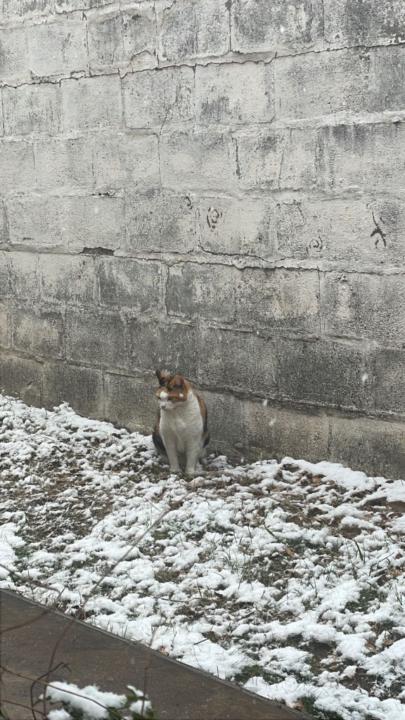 Daniela Giannattasio