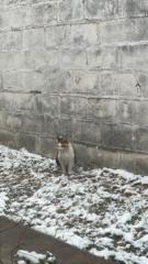 Daniela Giannattasio