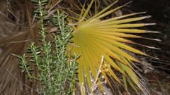 Leticia García Sanchis