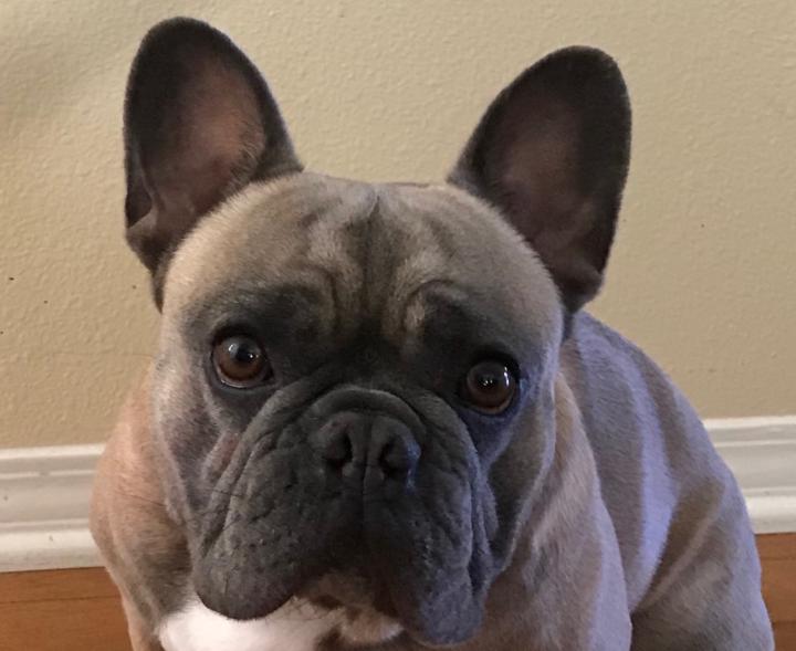 Aurelija Montvilaite