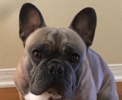 Aurelija Montvilaite