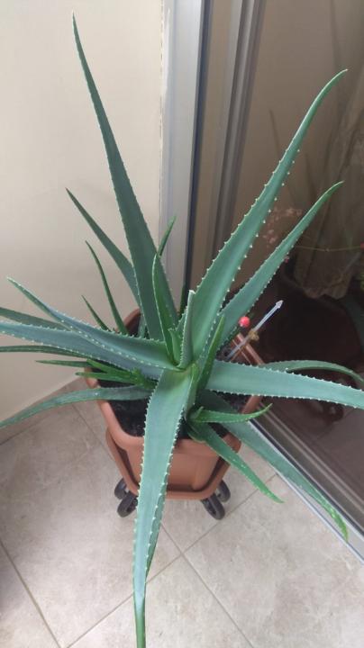 Fanny Teresa Chiriboga Pabon