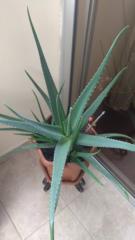 Fanny Teresa Chiriboga Pabon