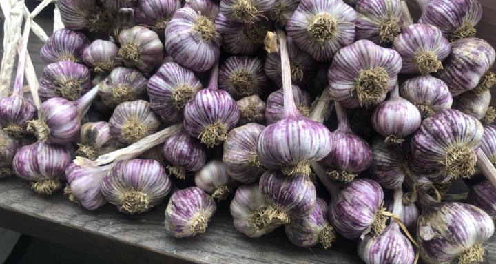 Cool-climate edible gardening!