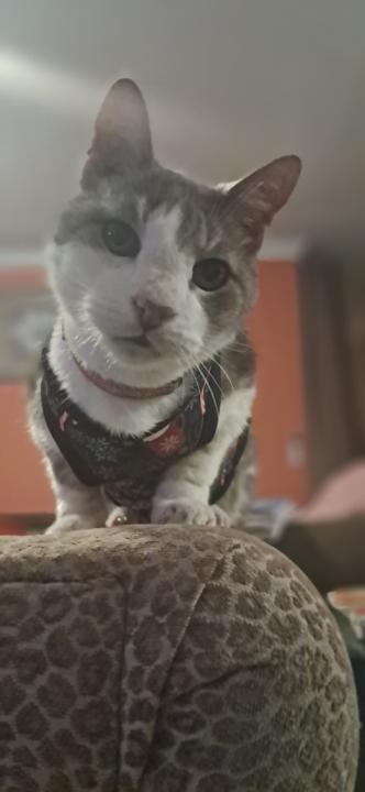 Milisha Brown-hepburn