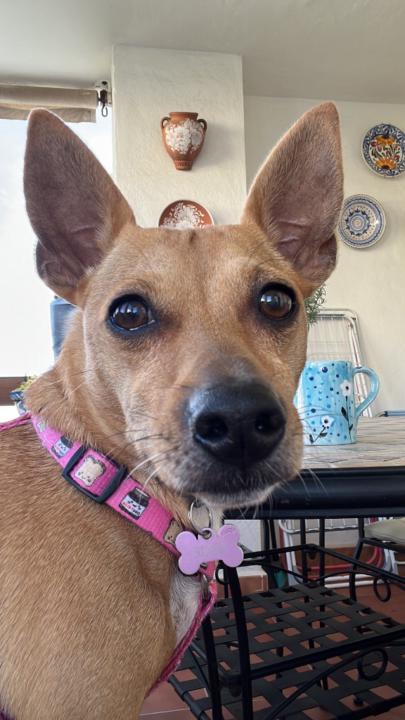 Nicky Luscombe Whyte