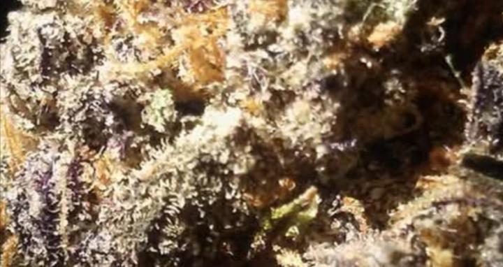 Sober Cannabis Lovers