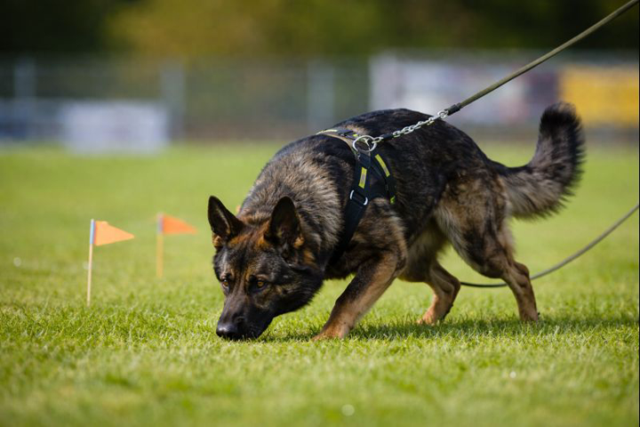 IGP Tracking Done Differently