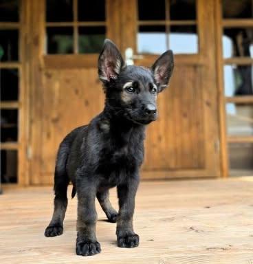 Post Your Puppy Pictures