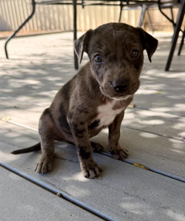 Foster babies 🥰