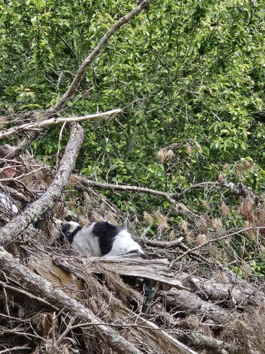 Day 121 Air scenting in the wood pile