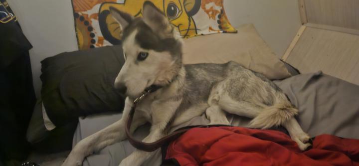 Dobby - The dog on the BE line