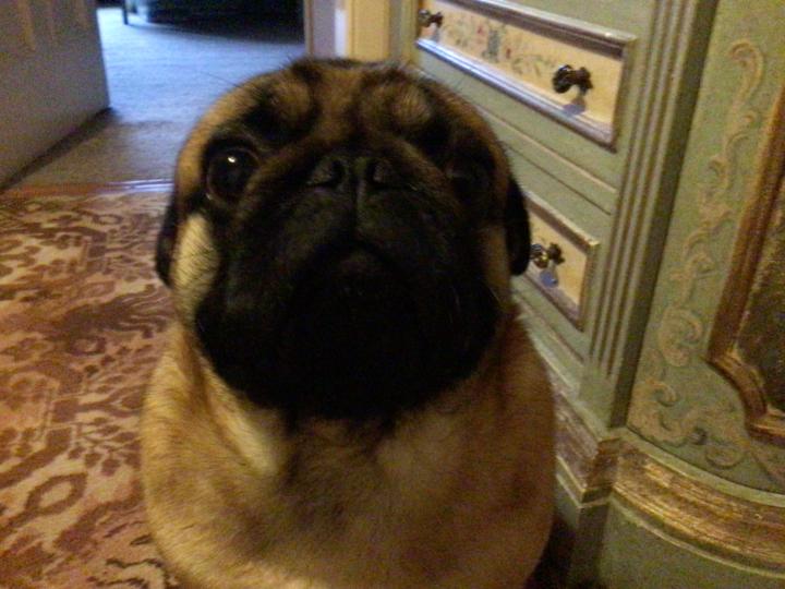 My pug