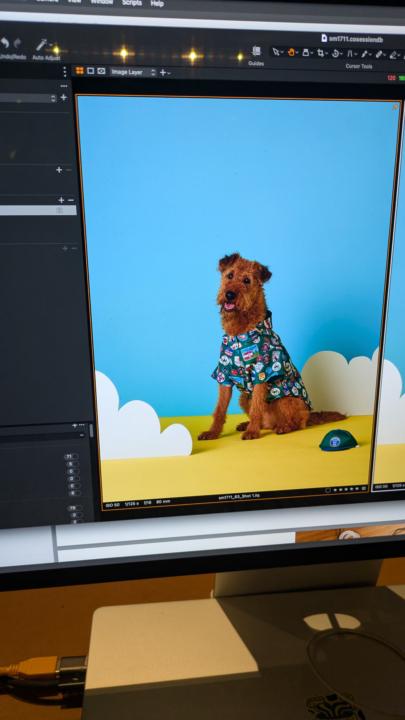 The hard life of a dog model 🤣