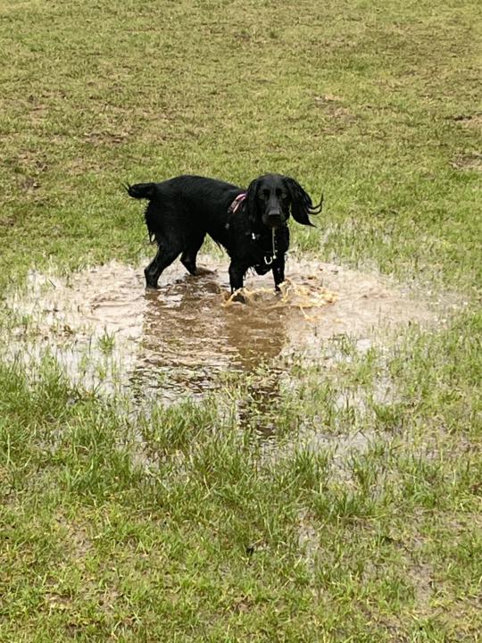 Lots of puddle walks!