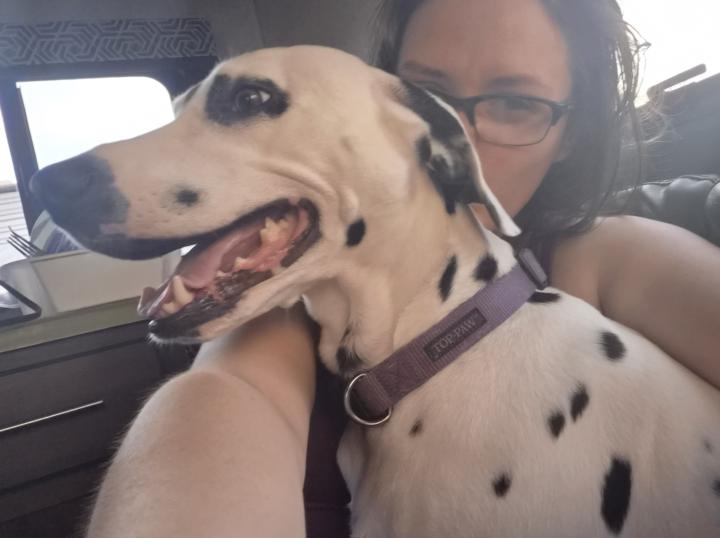 Rating my Dalmatian Experience