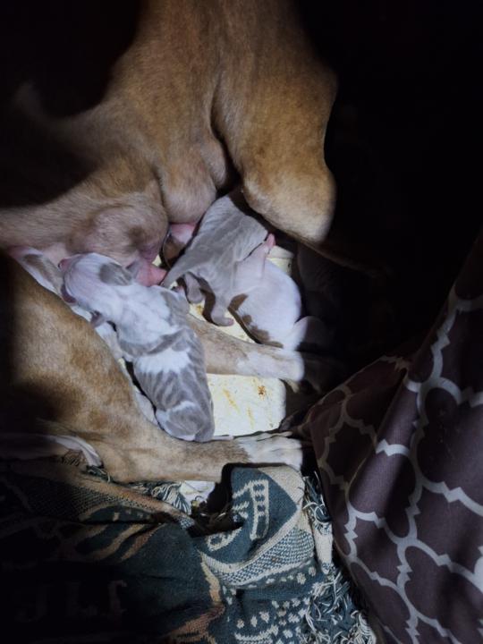 Puppies
