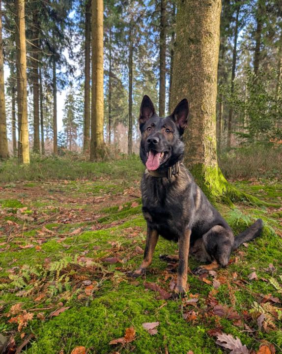 Another Trip to Wentwood