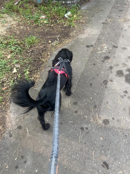 Day 277 - back to running! Yes!